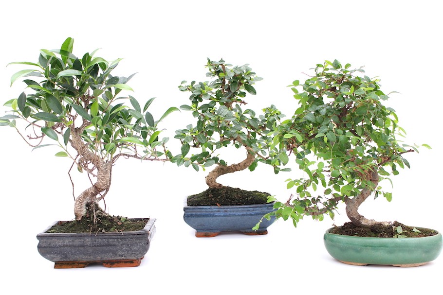 Comment bien arroser et exposer les bonsaïs d'intérieur