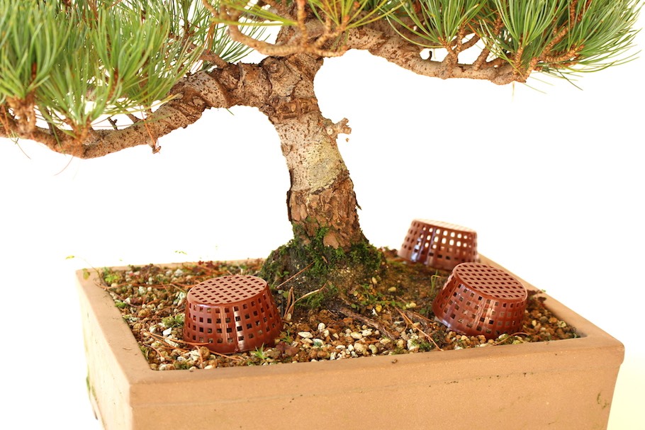 Les bases pour l'usage de l'engrais dans des bonsaïs