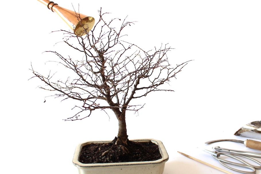 Rempotage des bonsaïs, comment rempoter son arbre - Bonsai Empire