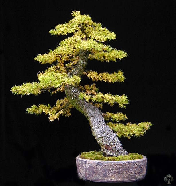 Mélèze bonsai (Larix)