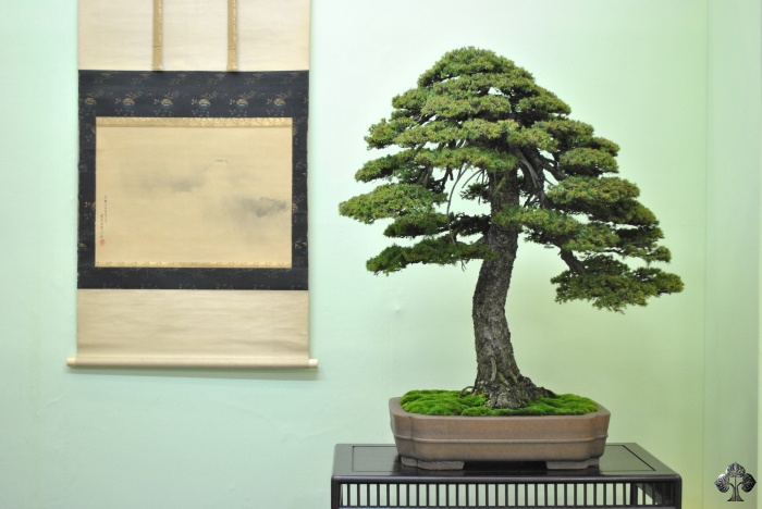 Epicéa Bonsai (Picea)